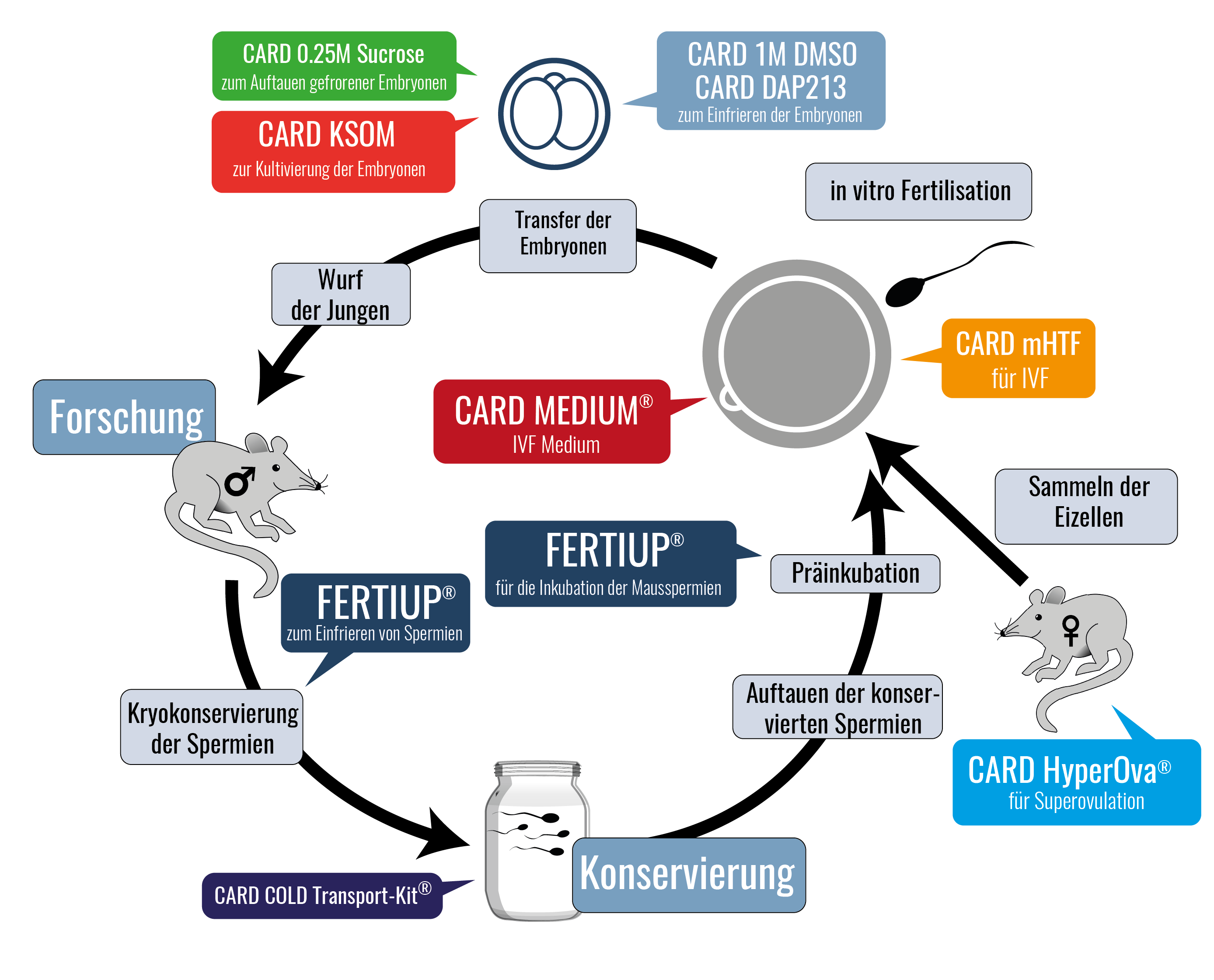 Fig. 1: Lebenszyklus einer Maus bei Nutzung von FERTIUP® und CARD MEDIUM®